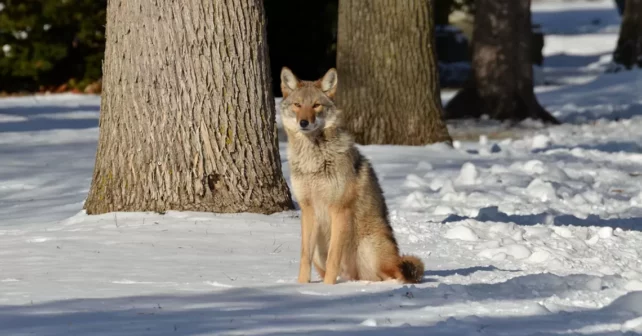 Un coyote de l'Est est assis dans la neige.