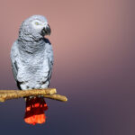 Le Jaco et la lutte pour la conservation du perroquet gris d’Afrique