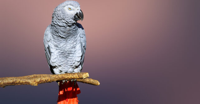 Le Jaco et la lutte pour la conservation du perroquet gris d'Afrique
