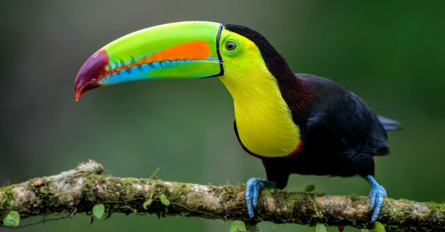 Lot De 6 Animaux Caméléon Change-Couleur - Jouet Sensible à La Chaleur (40°C) - Sans Trous - Cadeau Enfant 3 Ans Et +