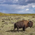 Les bisons reçoivent le traitement Ken Burns dans « The American Buffalo »