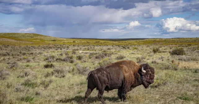 Un bison se tient dans une prairie
