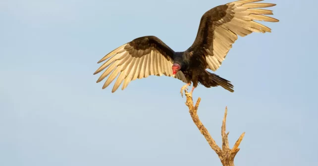 Un vautour à tête rouge se pose sur la cime d'un arbre.