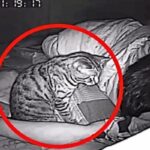 Il filme son chat qui le fixe toutes les nuits, ce qu’il découvre en voyant les images est impensable