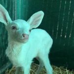 Il pense sauver un mouton sur le bord de la route, mais découvre que c’est en faite…