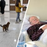 Ce chat fait une visite émouvante à son maître à l’hôpital, vous ne croirez pas ce qui se passe ensuite!