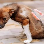 Regardez comment ce chiot a bouleversé tout le monde après avoir été secouru