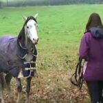 La réaction incroyable d’un cheval retrouvant son propriétaire après 3 semaines va vous rendre les larmes aux yeux