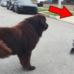 Incroyable : un enfant fait une rencontre inattendue avec un chien dans la rue, la suite va vous surprendre!