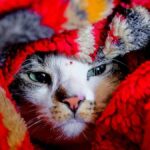 Découvrez à quelle température les chats ont froid, vous serez surpris !