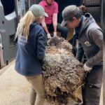 INCROYABLE : Un passant découvre un tas de laine et de brindilles, mais ce qu’il découvre ensuite va vous surprendre !