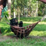 Un ours sauvé avec 3 pattes se relaxe tous les jours dans un hamac, vous n’allez pas croire ce que vous voyez !