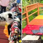 Un chien rend hommage à ses amis perdus au pont de l’arc-en-ciel : des images bouleversantes !