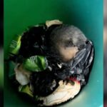 Ce couple trouve une boule de poils dans leur poubelle, mais ne s’attendait pas à ça !