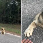 Cette chienne errante tend la patte à un refuge – la suite va vous émouvoir ! 😢🐶