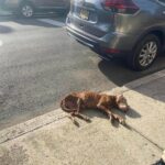 Incroyable! Un chien s’effondre sur le trottoir et tout le monde réalise qu’elle est toujours en vie!