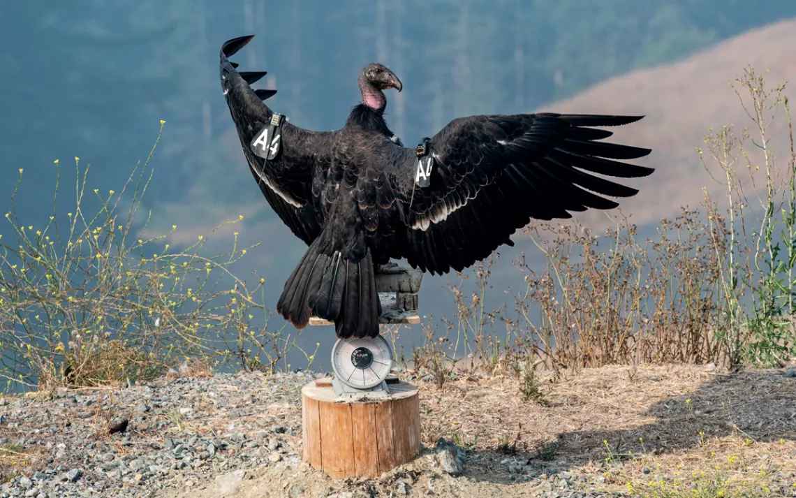 Un condor noir portant deux étiquettes A4 déploie ses ailes et se dresse au sommet d'une balance posée sur une souche de bois.