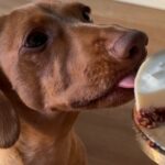 Les repas pour chiens les plus chics du monde – Vous ne croirez pas quelles sont les ingrédients!