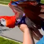 Incroyable : cette femme aide un perroquet à voler pour la première fois, vous ne croirez pas ce qu’il se passe !