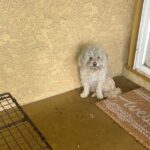 Un chien sans-abri frappe à toutes les portes du quartier à la recherche d’une famille pour la vie !