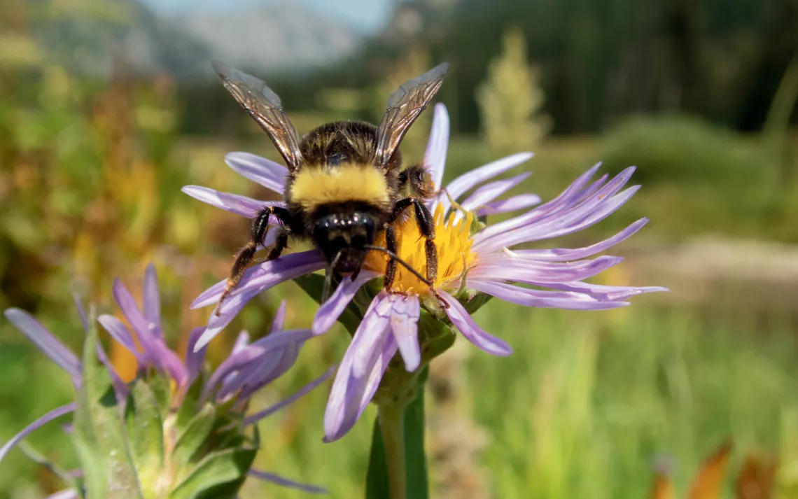 Un bourdon occidental au sommet d'une fleur d'aster violette et jaune dans l'Oregon