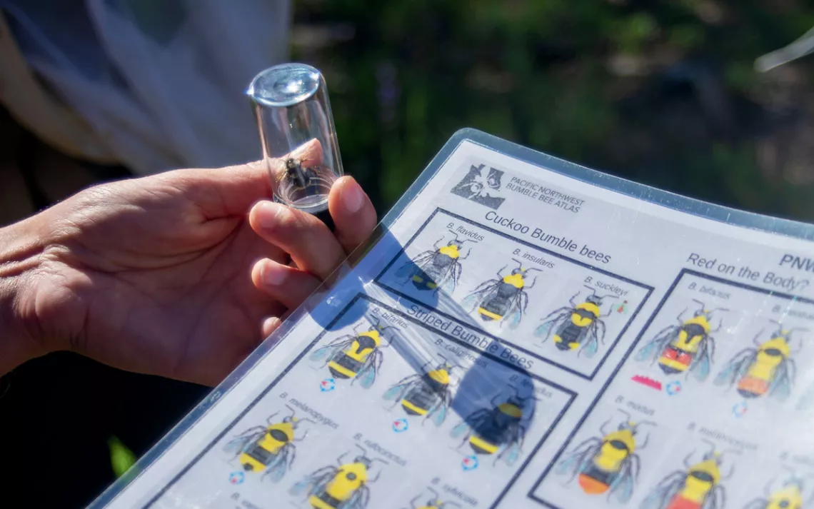 Molly Martin tient une abeille dans un flacon en verre à côté d'une carte d'identification.