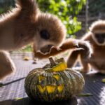 Des animaux sauvages sauvés célèbrent Halloween avec des collations de citrouille, et les images sont adorables ! 🎃🐾