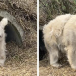 Découvrez comment cet ours endormi est devenu la mascotte de la paresse et de la somnolence!