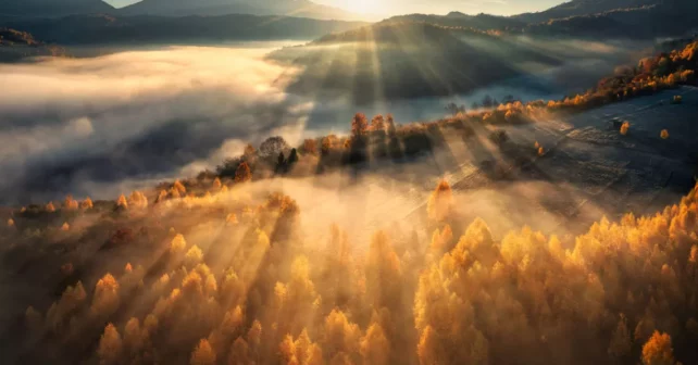 Lever de soleil sur une forêt brumeuse