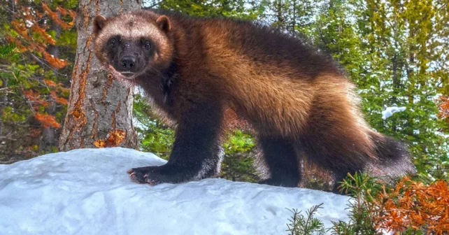 Un carcajou debout sur la neige regardant adorablement directement dans l'objectif d'un appareil photo avec un fond boisé