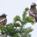 Le Rosy-Finch se déplace de manière mystérieuse