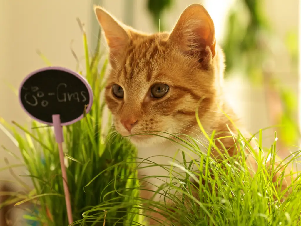 Pourquoi et comment utiliser l'herbe à chat