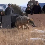 Les loups sauvages reviennent au Colorado