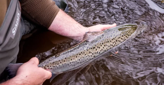 Gros plan d'un saumon relâché dans l'eau