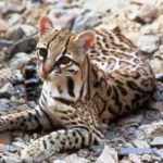 Les ocelots trouvent un refuge improbable dans le sud du Texas