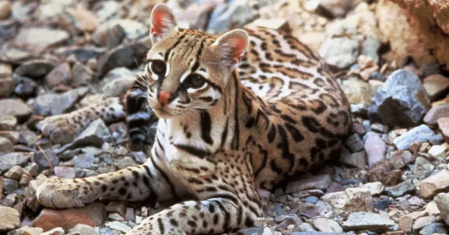 Un ocelot se pose sur des rochers à l'ombre