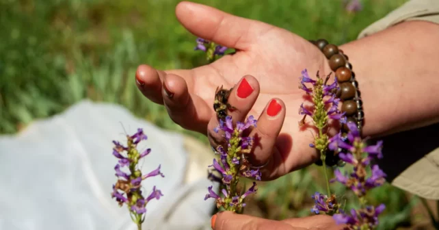 Gros plan de la main d'Ashley Mertens portant du vernis à ongles rouge et tenant un bourdon à cornes floues près d'une tige de fleurs de penstemon violettes.