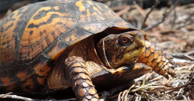 Gros plan d'une tortue orange et noire rampant sur des brindilles au sol