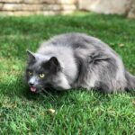 Qu’est ce que de l’herbe a chat ? Une plante fascinante pour nos amis félins