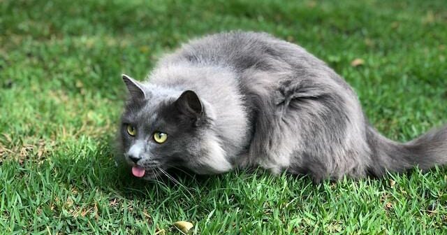 Qu'est ce que de l'herbe a chat ? Une plante fascinante pour nos amis félins