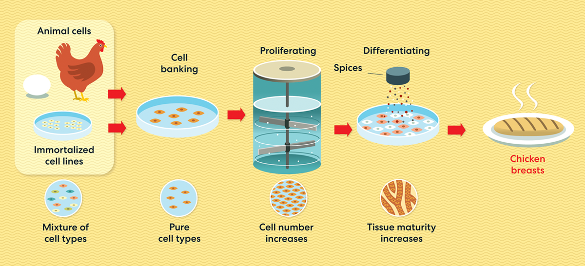   L'illustration montre des poitrines de poulet créées à partir des cellules d'un poulet.