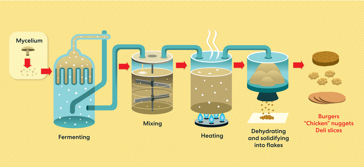 L’illustration montre du mycélium dans des réservoirs et transformé en équivalents de viande.