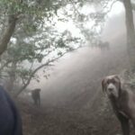 Une femme brave chaque jour la montagne pour convaincre d’énormes chiens d’être sauvés – Découvrez son incroyable histoire ici !