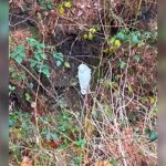 Des enfants marchant chez eux remarquent une étrange forme blanche dans les bois et finissent par sauver une vie – Découvrez l’incroyable histoire !