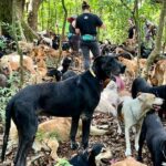 Un incroyable sauvetage de chiens dans les montagnes : promenez-vous avec des centaines de toutous !