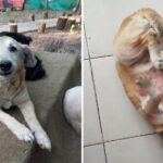 Chien abandonné pendant 11 ans enfin adopté – Sa réaction va vous émouvoir aux larmes !