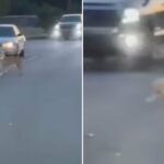 Ce chien perdu arrête la circulation pour demander de l’aide – vous ne croirez pas ce qui se passe ensuite !
