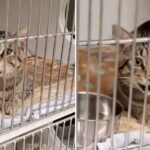 Ce chat bavard vous dit bonjour à chaque fois que vous passez devant sa cage – vous ne croirez pas ce qui se passe ensuite !