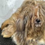 Incroyable transformation d’un chien à la crinière de lion après avoir perdu 5 kilos de poils ! Vous ne croirez pas vos yeux !
