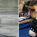 La réaction émouvante d’un chien errant en deuil qui refuse de se séparer de son jouet en peluche préféré !